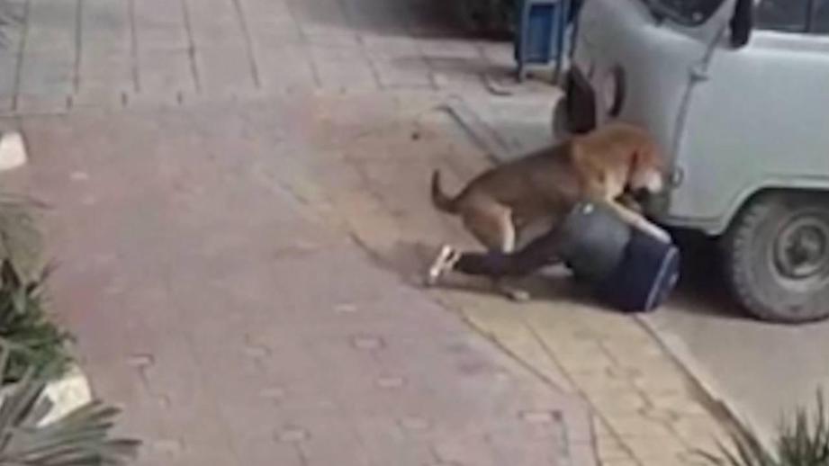 Нападение собак видео. Нападение бездомных собак. Бродячие собаки нападают.